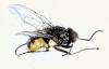 Phaonia subventa